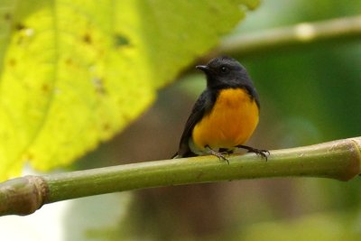 Paruline ardoisée (Slate-throated Redstart)