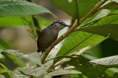 Troglodyte à poitrine grise (Gray-breasted Wood-Wren)