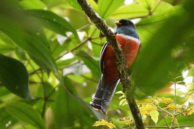 Trogon à ventre orange (Orange-bellied Trogon)