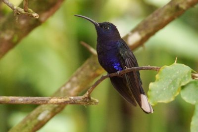Campyloptère violet (Violet Sabrewing)