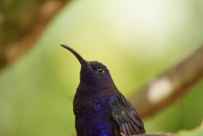 Campyloptère violet (Violet Sabrewing)