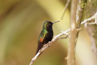 Colibri à ventre noir (Black-bellied Hummingbird)