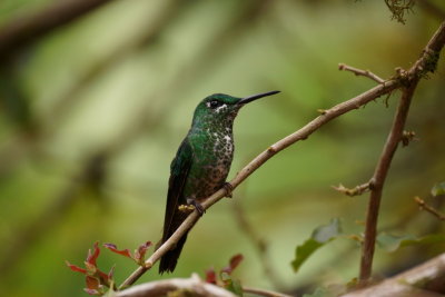 Brillant fer-de-lance (Green-crowned Brillant)