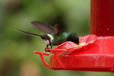 Coquette à queue fine (Green Thorntail)