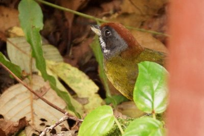 Tohi masqué (Sooty-faced Finch)
