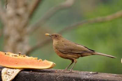 Merle fauve (Clay-colored Thrush)