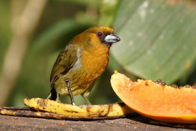 Cabézon de Frantzius (Prong-billed Barbet)