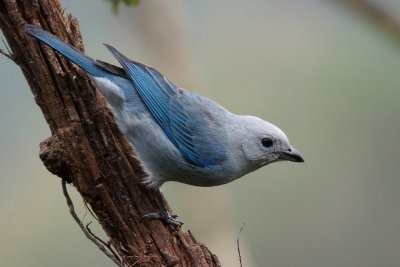 Tangara évêque (Blue-grey Tanager)