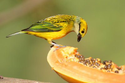 Calliste safran (Silver-throated Tanager)