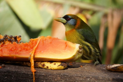 Cabézon à tête rouge (Red-headed Barbet)