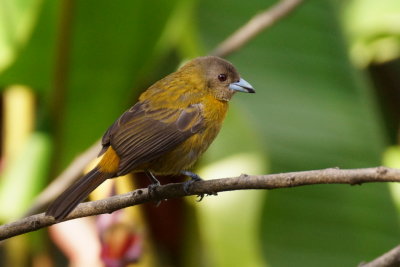 Tangara à croupion rouge (Passerini's Tanager)