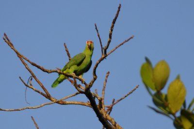 Amazone diadème (Red-lored Parrot)