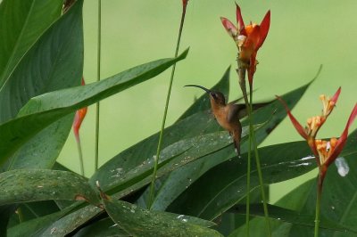 Ermite  gorge raye (Striped-throated Hermit)