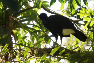 Grand Hocco (Great Curassow)