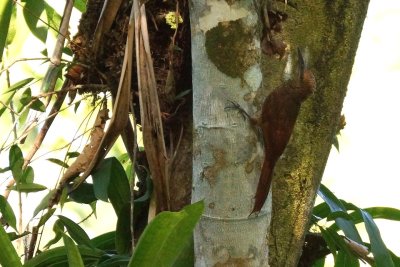 Grimpar vermicul (Northern Barred-Woodcreeper) 