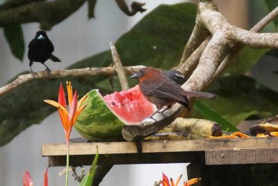 Habia  gorge rouge (Red-throated Ant-Tanager)