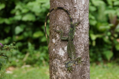 Iguane 