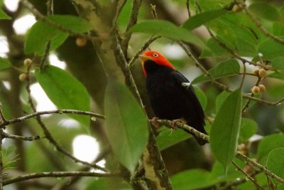 Manakin  cuisses jaunes (Red-capped Manakin)