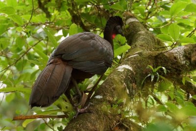 Pnlope pananche (Crested Guan)