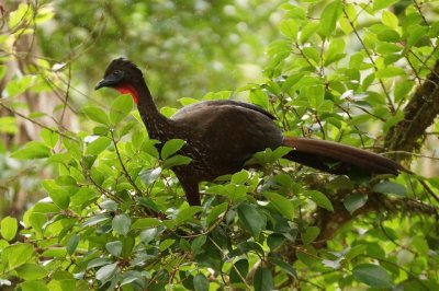 Pnlope pananche (Crested Guan)