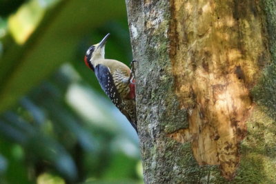Pic de Pucheran (Black-cheeked Woodpecker)