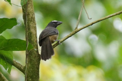 Saltator gris (Grayish Saltator)