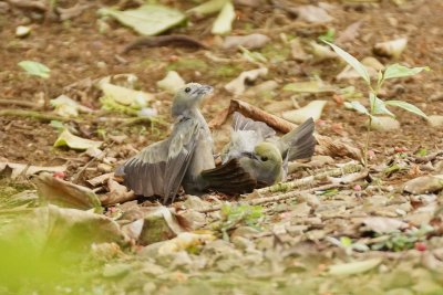 Tangara des palmiers (Palm Tanager)