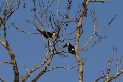 Toucan tocard (Yellow-throated Toucan)