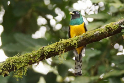 Trogon aurore (Black-throated Trogon)