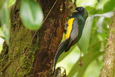 Trogon aurore (Black-throated Trogon)