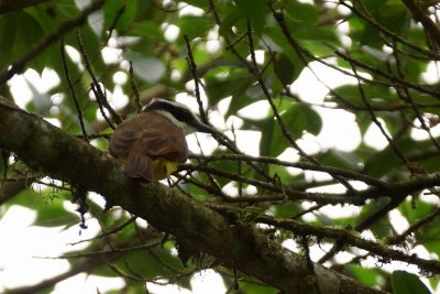 Tyran pitangua (Boat-billed Flycatcher)