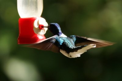 Colibri jacobin (White-necked Jacobin)