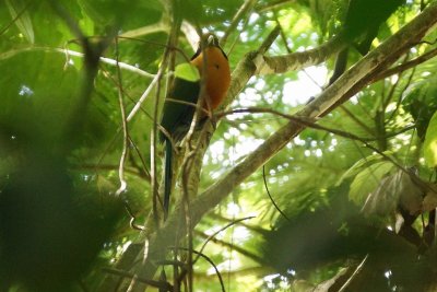 Motmot roux (Rufous Motmot)