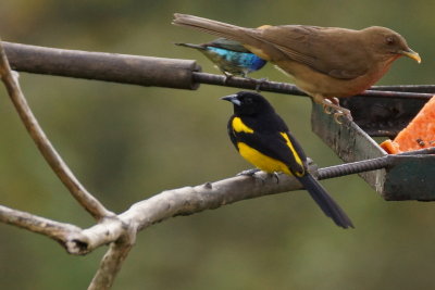 Oriole monacal (Black-cowled Oriole)