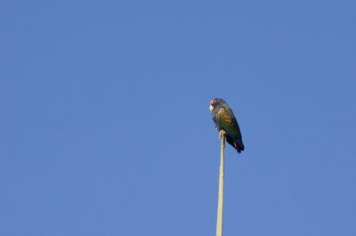 Pionne  couronne blanche (White-cowned Parrot)