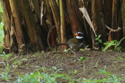 Tohi  bec orange (Orane-billed Sparrow)