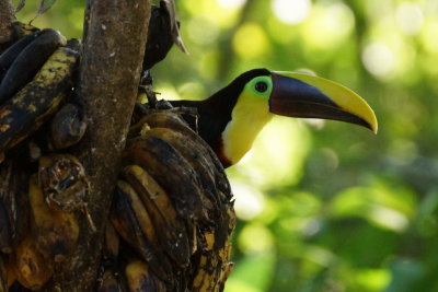 Toucan tocard (Yellow-throated Toucan)