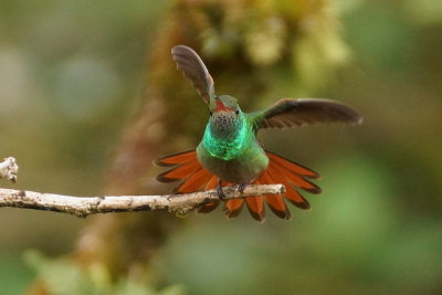 Ariane  ventre gris (Rufous-Tailed Hummingbird)