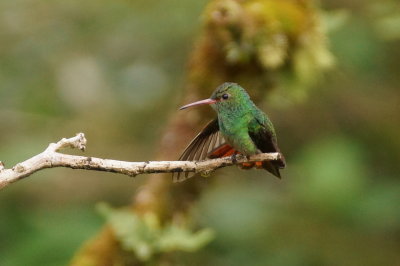 Ariane  ventre gris (Rufous-Tailed Hummingbird)