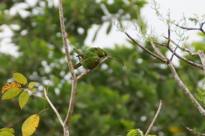 Conure aztque (Olive-throated Parakeet)