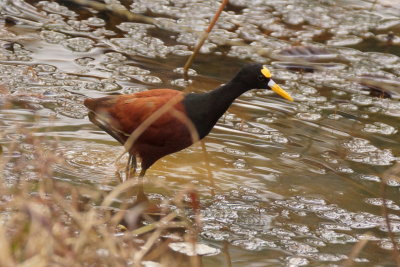 Jacana du Mexique (Northern Jacana)