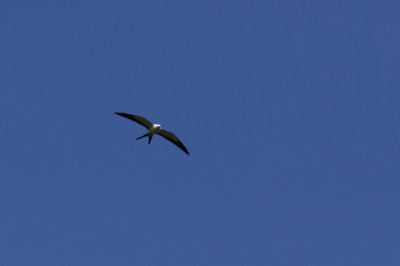 Milan  queue fourchue (Swallow-Tailed Kite)