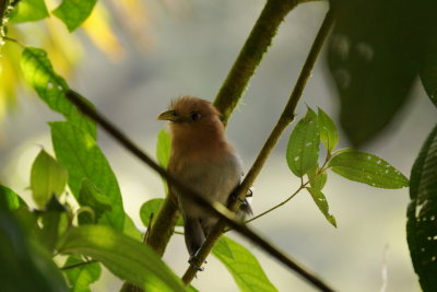 Piaye cureuil (Squirrel Cuckoo)