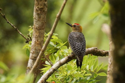 Pic de Hoffmann (Hoffmanns Woodpecker)