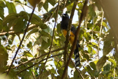 Trogon  tte noire (Black-headed Trogon)