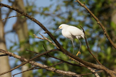 Aigrette neigeuse (Snowy Egret)