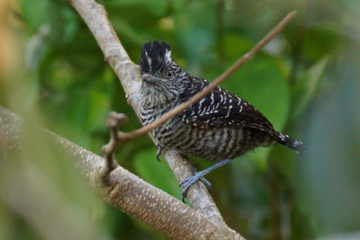 Batara rayé (Barred Antshrike)