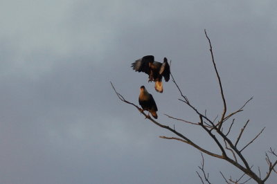 Caracara du nord (Crested Caracara)