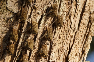 Chauve-souris à long nez
