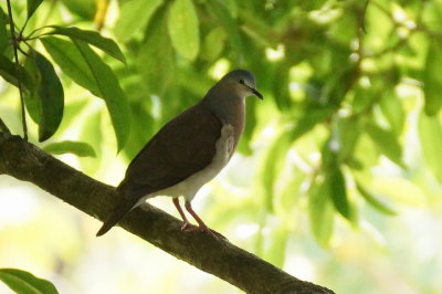 Colombe  calotte grise (Grey-headed Dove)